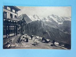 Schynige Platte - belebt !!!