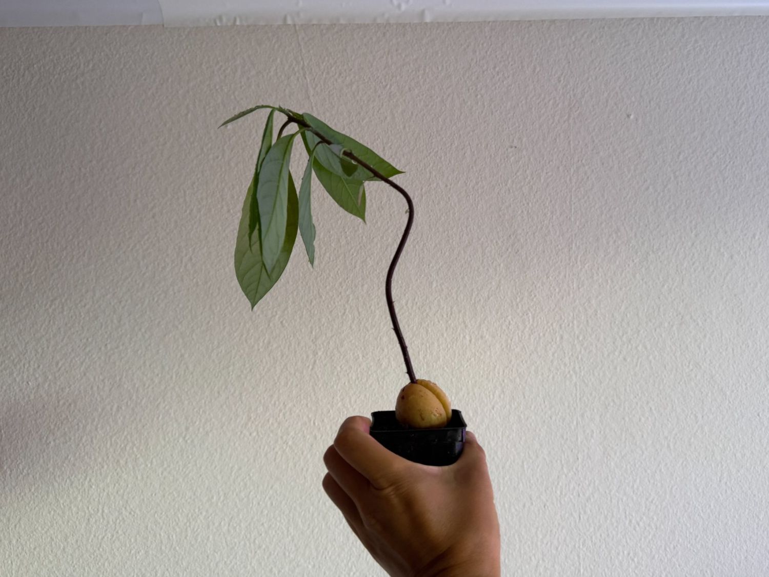 Piante & sementi: Avocado Baum – Usato da Schlieren venduto da Edgar_k 2