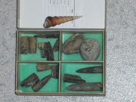 Fossilien Versteinerung  Sammeln Steinzeit