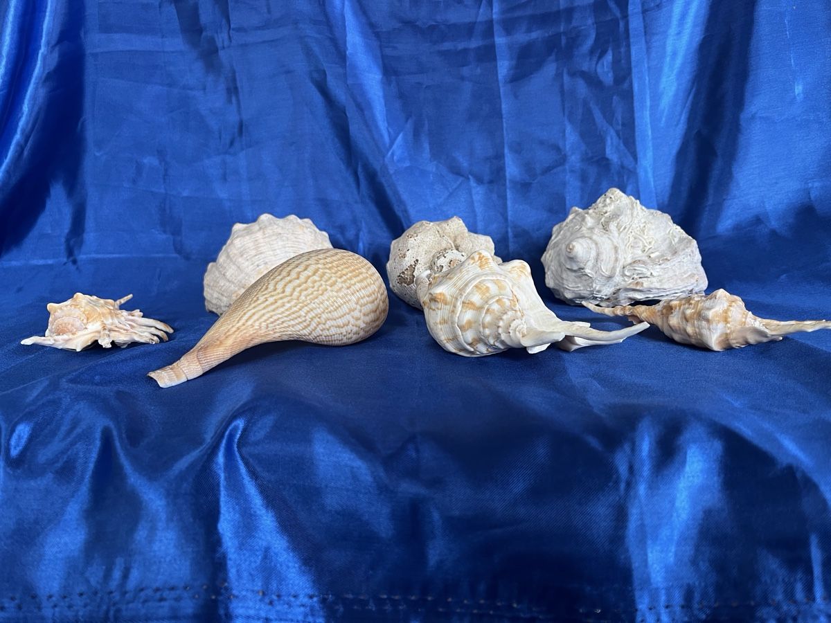 Alle Dekorationen: 7 Muscheln – Gebraucht aus Zürich von Juancarlos1 1