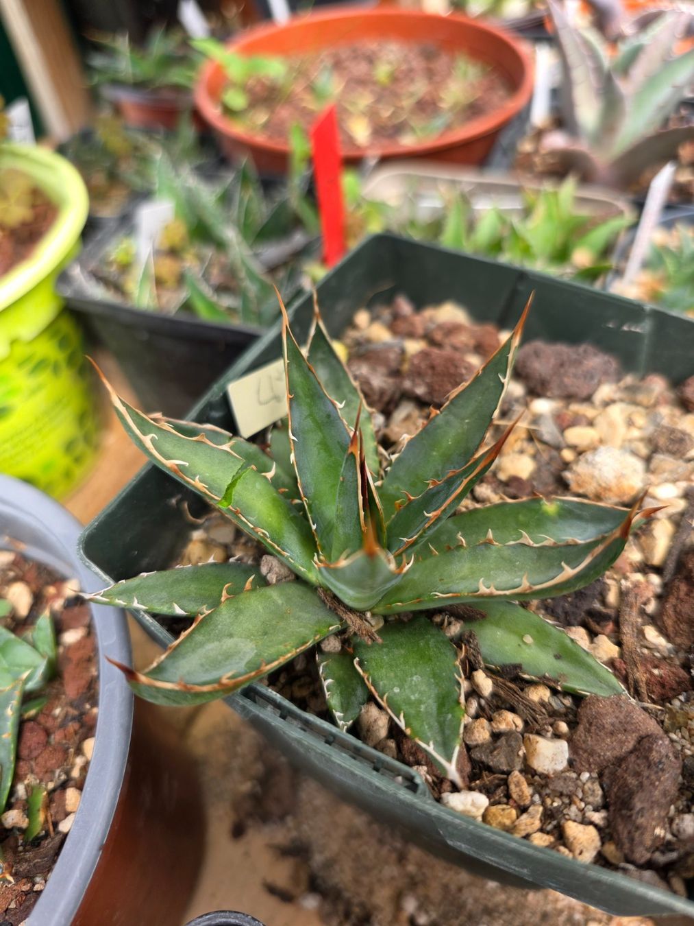 Piante & sementi: Agave garcia-mendozae – Usato da Bettens venduto da Agaves.ch