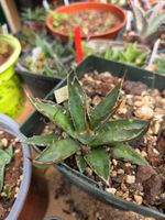 Agave garcia-mendozae