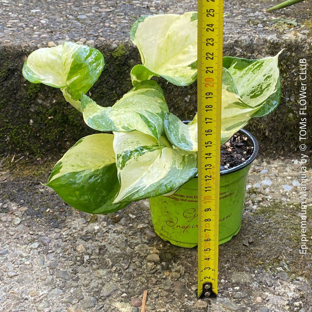 Piante & sementi: Epipremnum Manjula - sie wird Dich verzaubern... 100% Bio – Nuovo e nell'imballaggio originale da Adliswil venduto da astom369 4