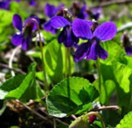 10 Pflanzen Wilde Veilchen 💜 10 Plantes Violettes Sauvages | Acheter sur  Ricardo