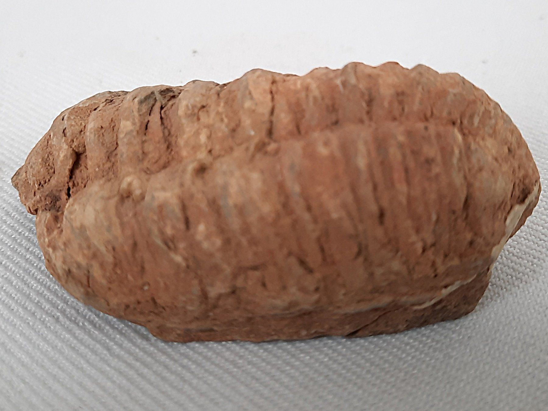 Fossili: 3 Fossile Trilobiten – Usato da Beinwil am See venduto da Restwert_Beinwil 7