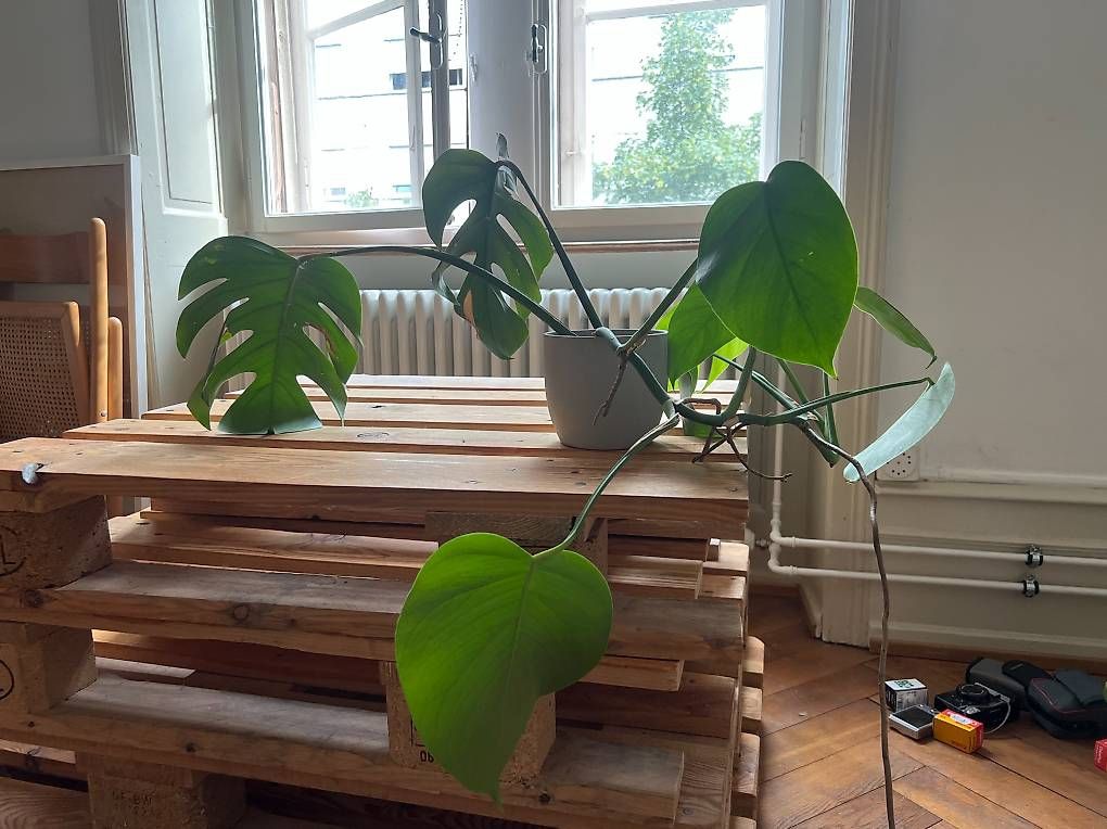 Piante & sementi: Monstera – Usato da Basel venduto da lin_z5zt 3