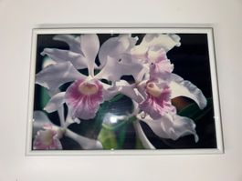 Weisser Bilderrahmen mit Orchideenbild 20x31cm