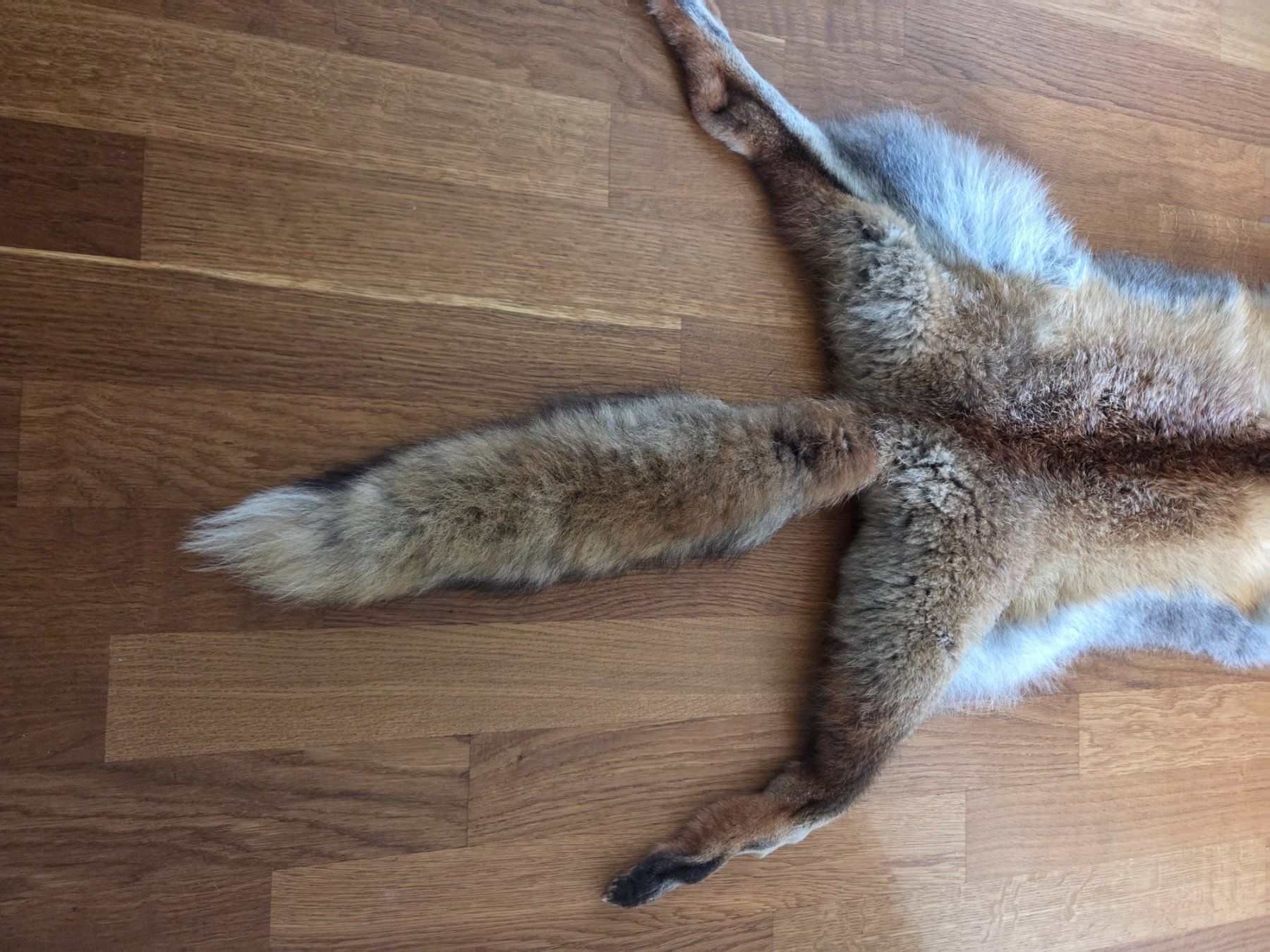 Il mondo degli animali: Fuchsfell – Usato da Küttigen venduto da jan_dd5l 2