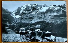 Kiental - Bundalp - Paysan avec ses vaches 1960