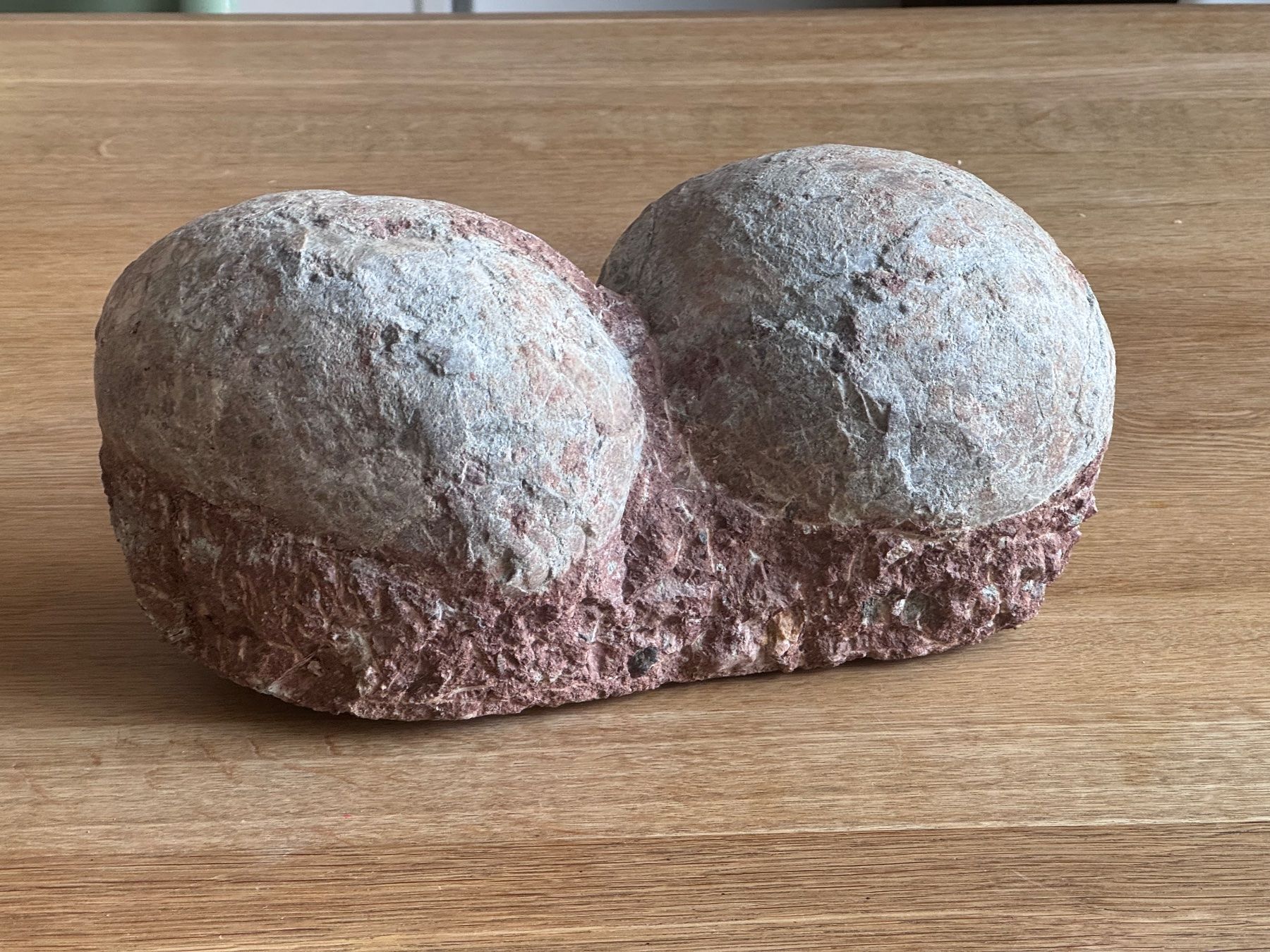 Fossili: Dinosaurier Fossil - Hadrosaurus/Dendroolithus Eier – Usato da Zürich venduto da xevious69 9