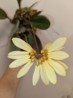Cirrhopetalum Daisy Chain Purpuras 