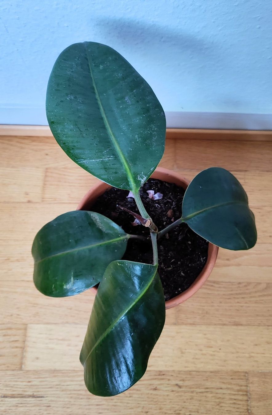 Piante & sementi: Ficus Elastica – 45 cm avec pot – Usato da Carouge GE venduto da for_8yym 2