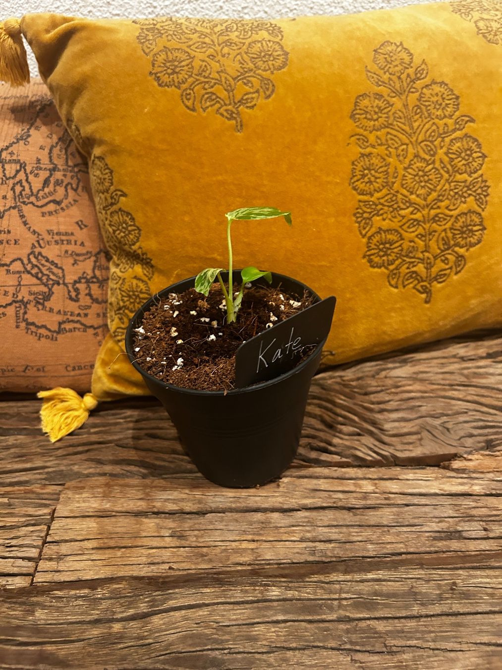 Piante & sementi: Monstera Bulbasur💚 – Nuovo e nell'imballaggio originale da Wattwil venduto da Mikesplantshop 1