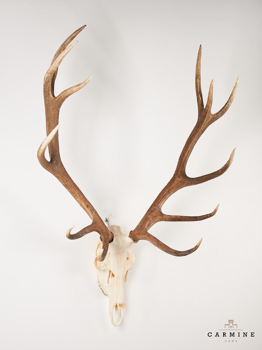 Sonstiges zum Sammeln & Seltenes: Hirsch Geweih Trophäe – Vintage Jagdtrophäe – Gebraucht aus Ostermundigen von CarmineHome 1