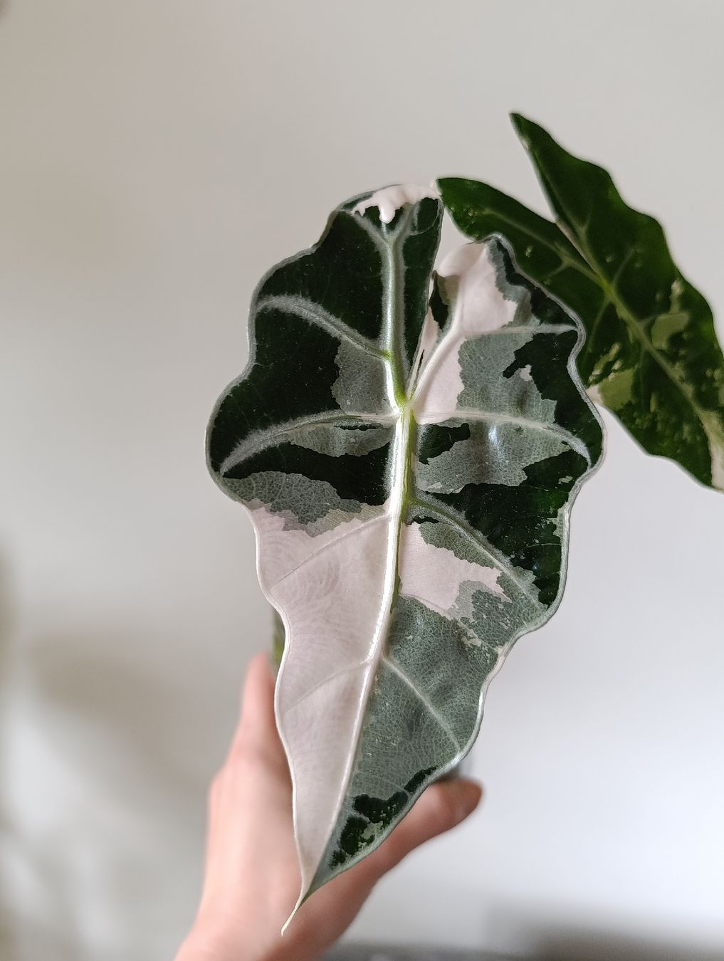 Piante & sementi: Alocasia Polly pink Variegata – Usato da Baar venduto da L.isa28 5