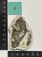 Heilstein / versteinertes Holz / Edelstein