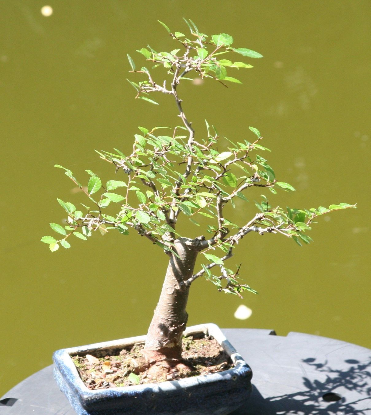 Pflanzen & Samen: BONSAI  -  Zelkove – Gebraucht aus Gretzenbach von Sikim 1