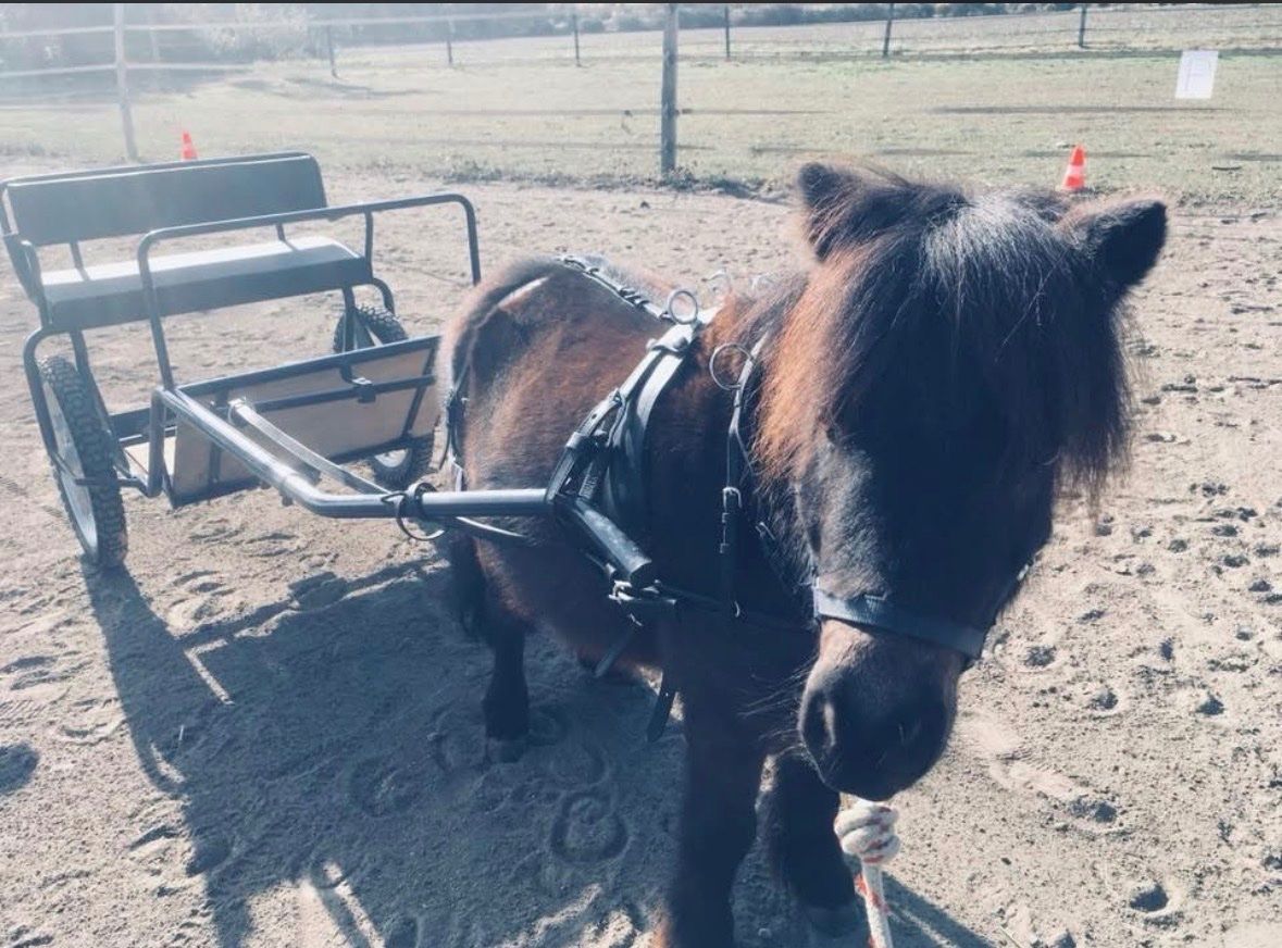 Briglie & Cavezze: Sulky calèche pour poney type shetland – Usato da Plan-les-Ouates venduto da aur_z5pj 1