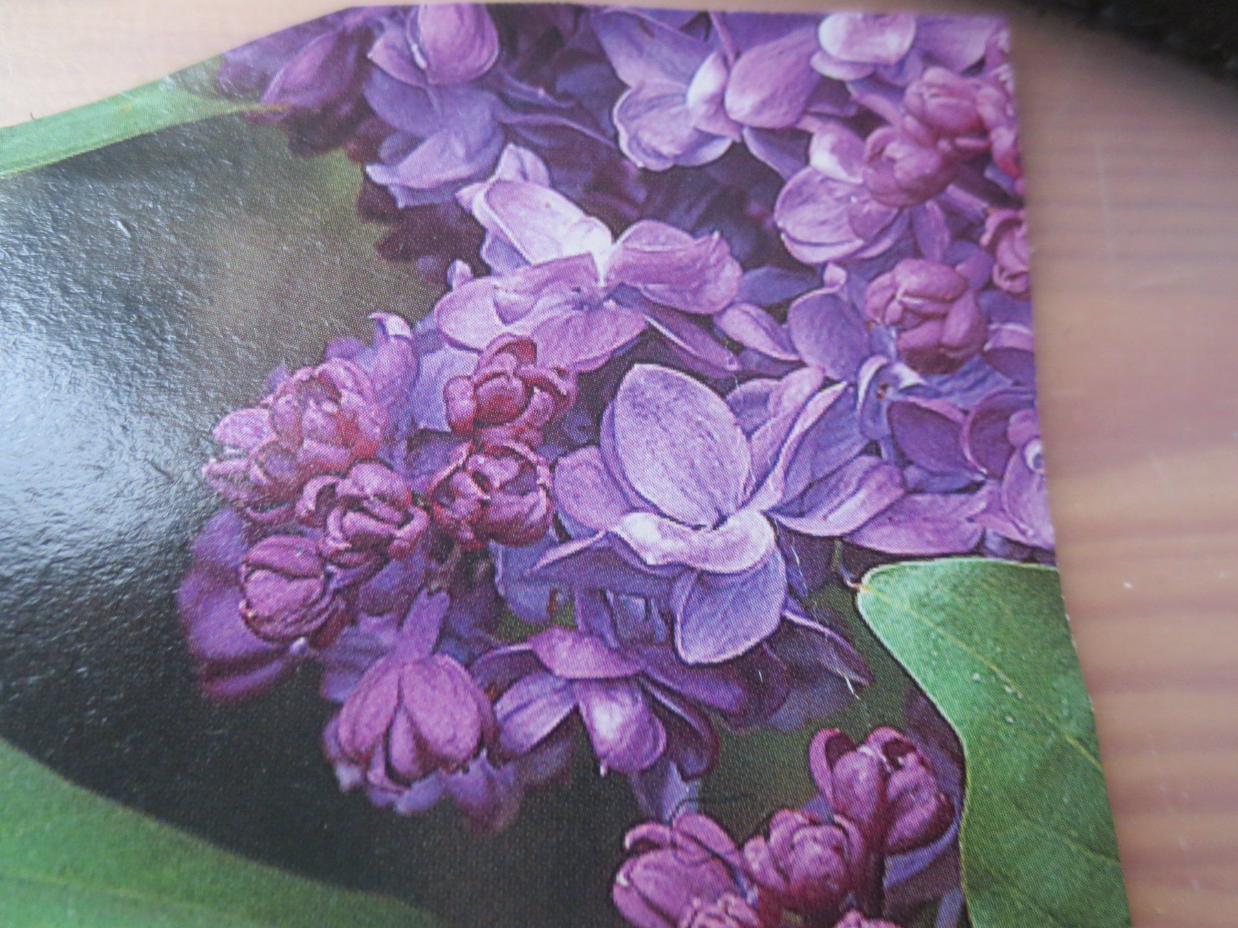 Piante & sementi: Gartenfliederr violett, ohne Topf – Usato da Horgen venduto da hkek01