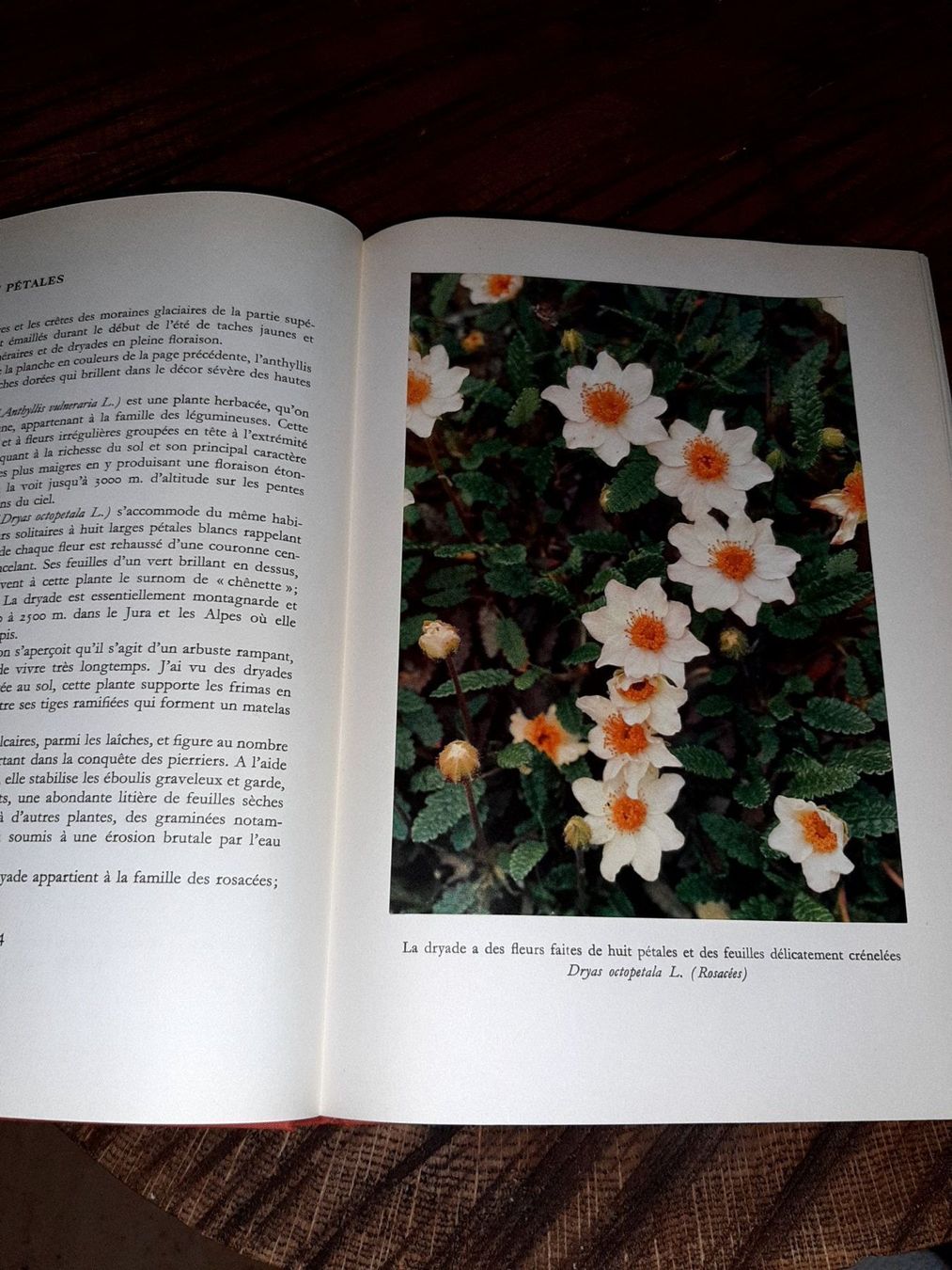 Libri: La suisse en fleurs – Usato da Le locle venduto da juliensaran 2