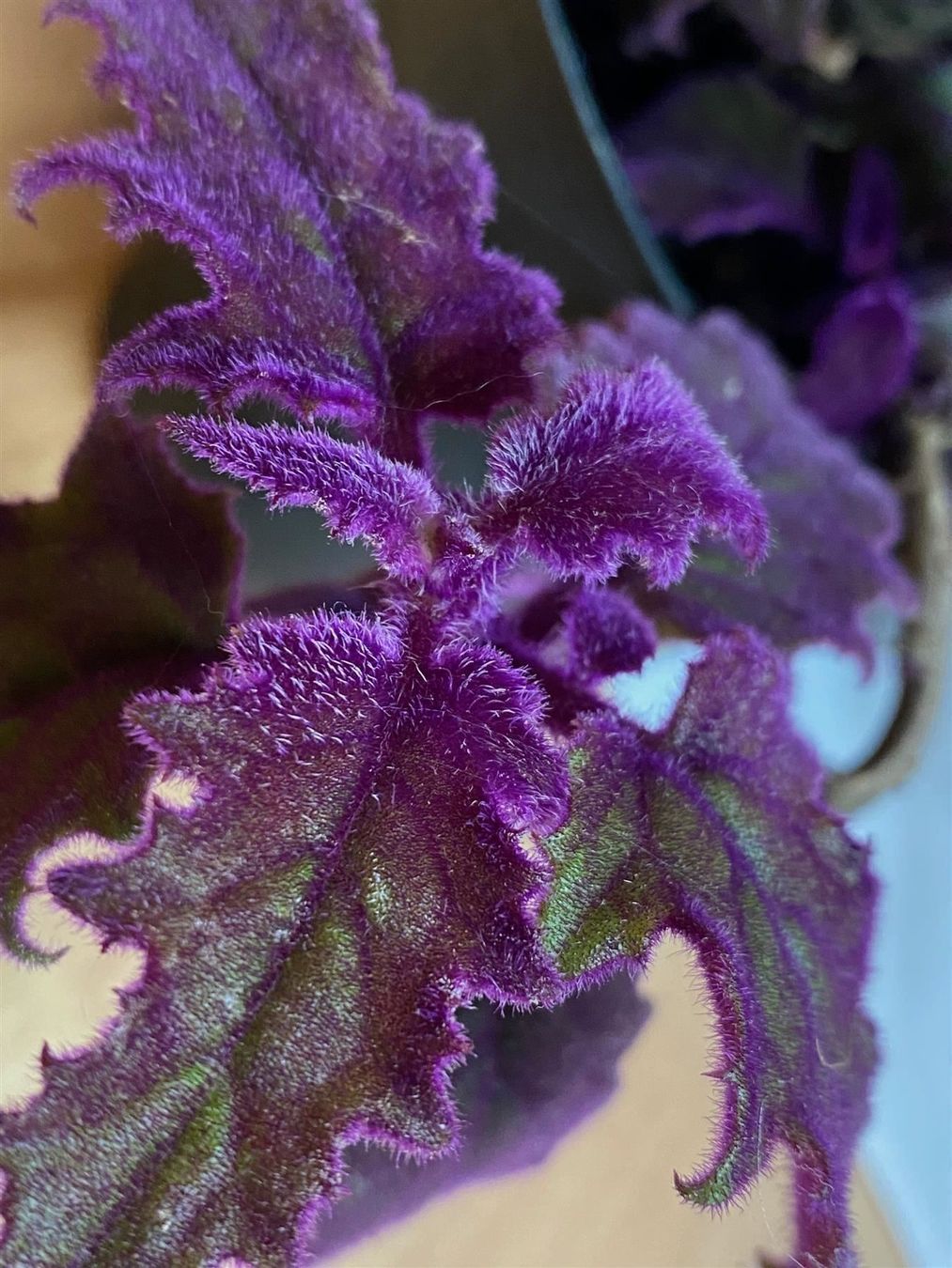 Piante & sementi: Gynura aurantiaca, bewurzelter Steckling – Nuovo (secondo la descrizione) da Winterthur venduto da Aniger 8