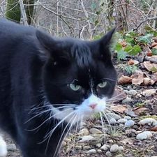 Profile image of badkitty84