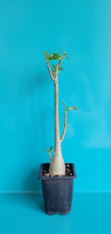Adenium Obesum Wüstenrose Rhizom - Winterharte Zierpflanze Mit Bunten Blüten - 1 Rhizom