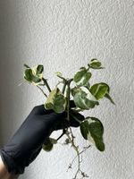Boutures Pothos N’joy