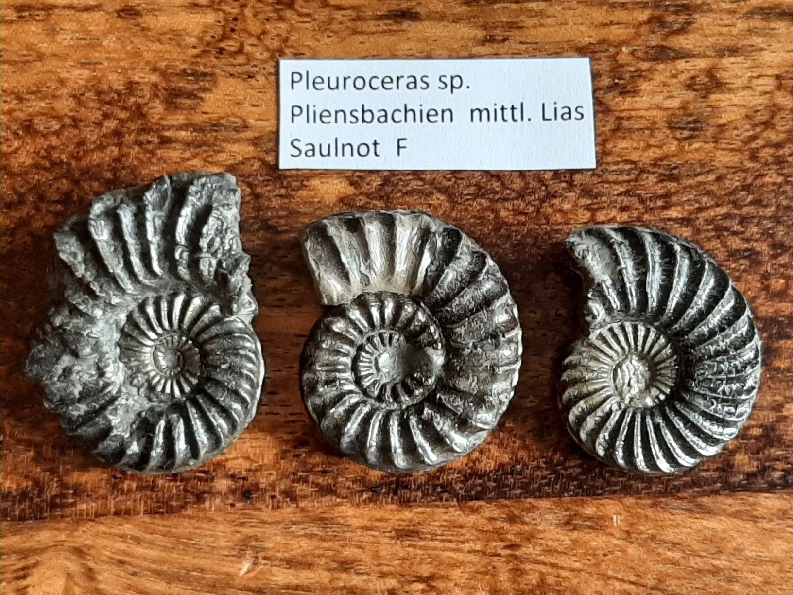 Fossili: Pyrit Ammoniten 3 Stück Frankreich – Usato da Rickenbach BL venduto da Oktober68 1