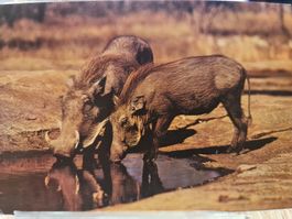 Ansichtskarte Kenia Wildschweine