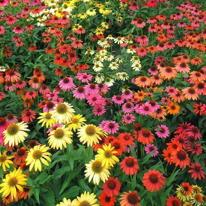 Piante & sementi: Echinacée 'Cheyenne Spirit'   2 plants – Nuovo e nell'imballaggio originale da Bremblens venduto da FIBONACCI369 1
