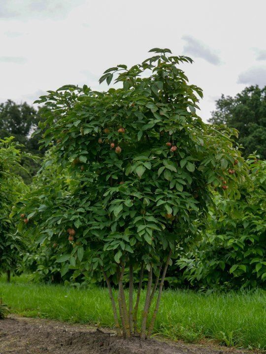 Piante & sementi: Faux-Pistachier  2x  15-20cm – Nuovo (secondo la descrizione) da Bremblens venduto da FIBONACCI369 3