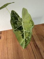 Alocasia Macrorrhiza Frydek Variegata im SB-Topf