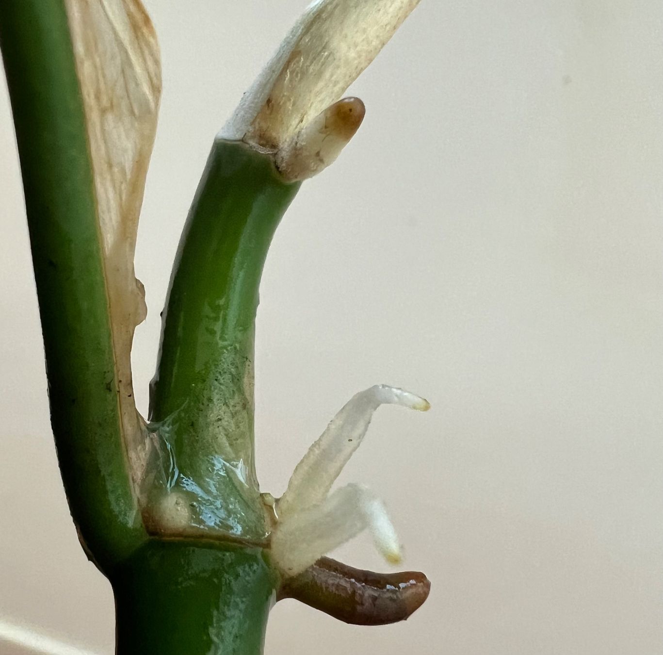 Piante & sementi: Monstera minima Kopfsteckling💚 – Usato da Glattpark(Opfikon) venduto da ste_n99y 1