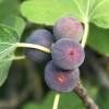 Figuier nain autofertile  'Little Miss Figgy'  -15