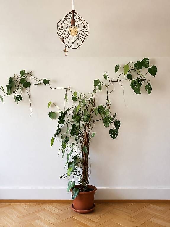 Piante & sementi: Huge Monstera Deliciosa – Nuovo (secondo la descrizione) da Bern venduto da alexjop