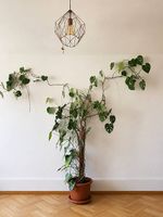 Huge Monstera Deliciosa