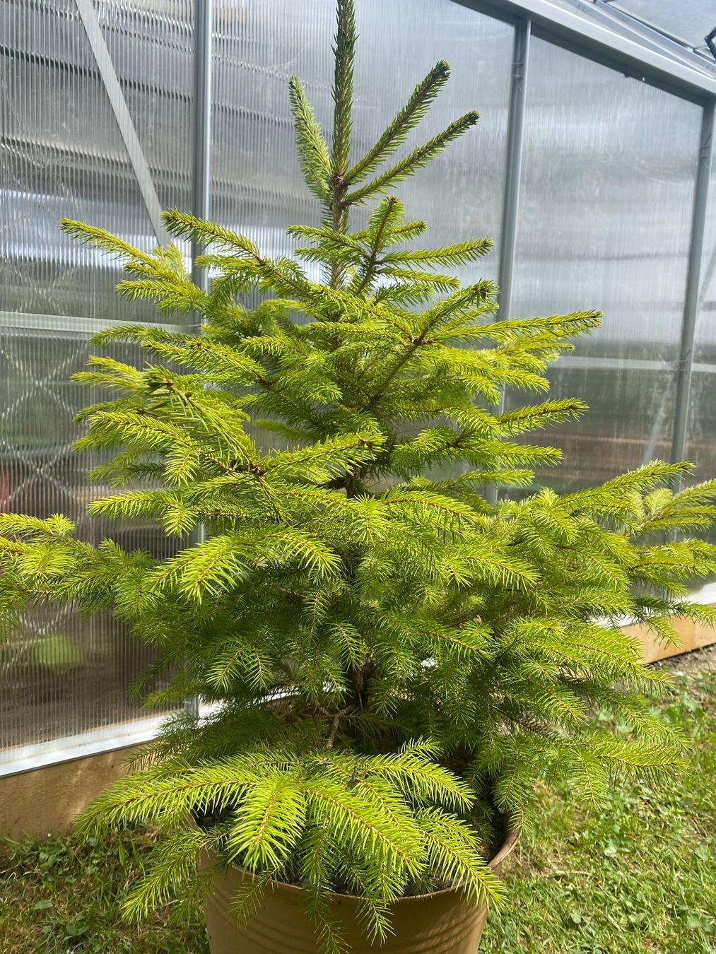 Piante & sementi: Tanne ca 80 cm – Usato da Madetswil venduto da Belka19 1