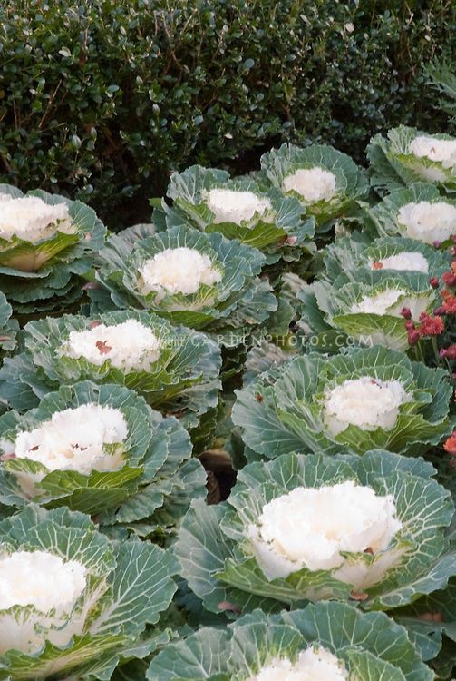 Pflanzen & Samen: 40 Samen WHITE PIGEON Zierkohl – Neu (gemäss Beschreibung) aus Ehrendingen von VerveinaSamen 5