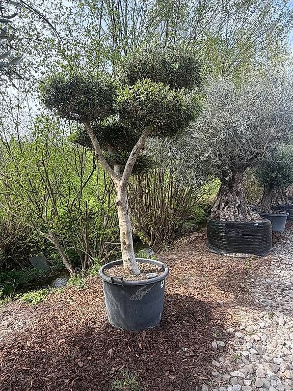 Piante & sementi: Olivenbaum "Pom-Pom 23 – Nuovo e nell'imballaggio originale da Zuckenriet venduto da Thur_Plant 3