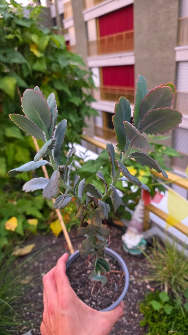 Piante & sementi: Kalanchoe Fedtschenkoi – Nuovo (secondo la descrizione) da Zürich venduto da The_Plant_Wizard 2