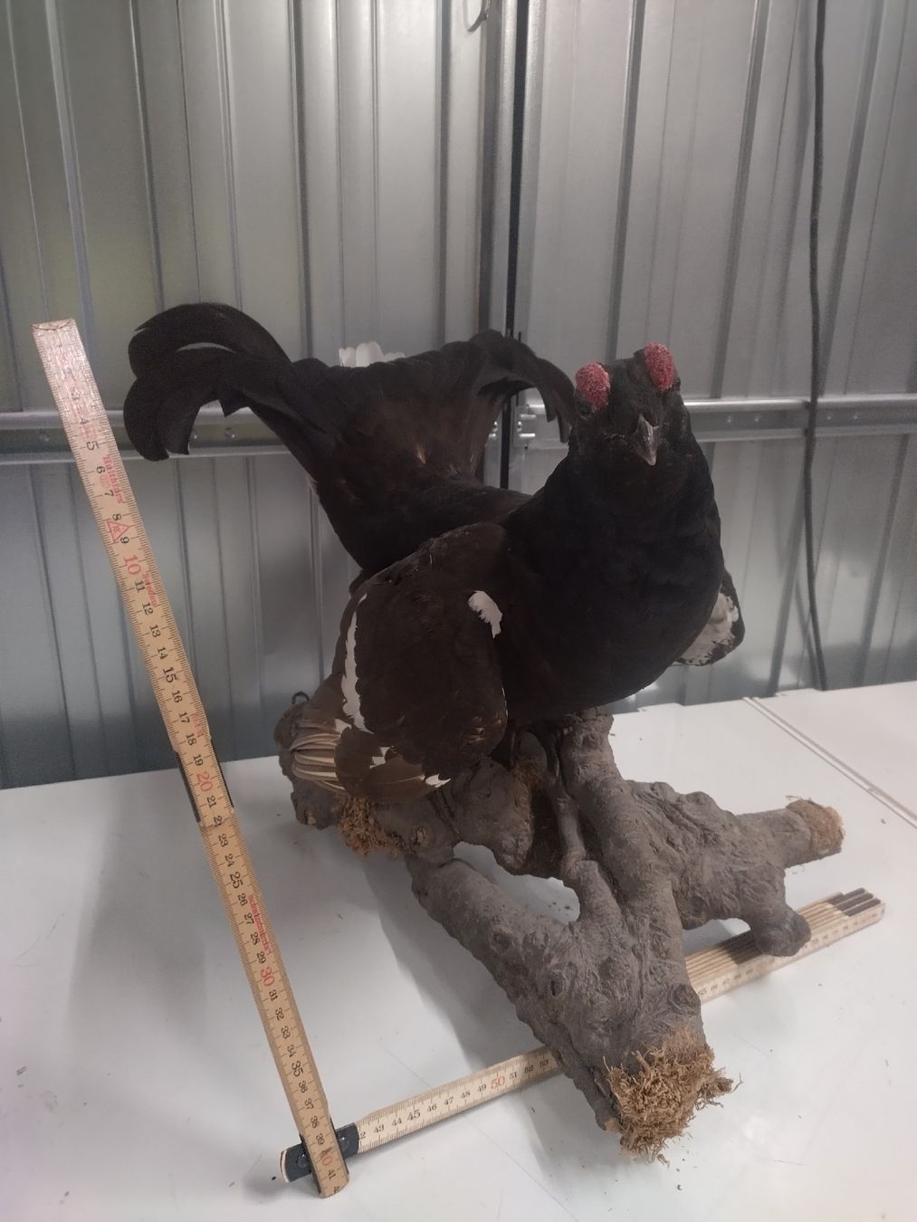 Il mondo degli animali: Präparierter Birkhahn, Jagdtrophäe, Tierpräparation – Usato da Wettingen venduto da Bwalti