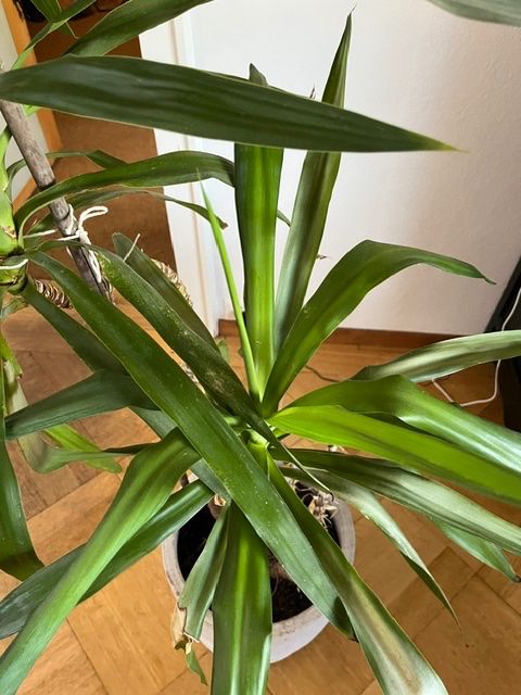 Pflanzen & Samen: 1.40 grosse YUCCA – Gebraucht aus Lohn-Ammannsegg von nad_nzl8 2