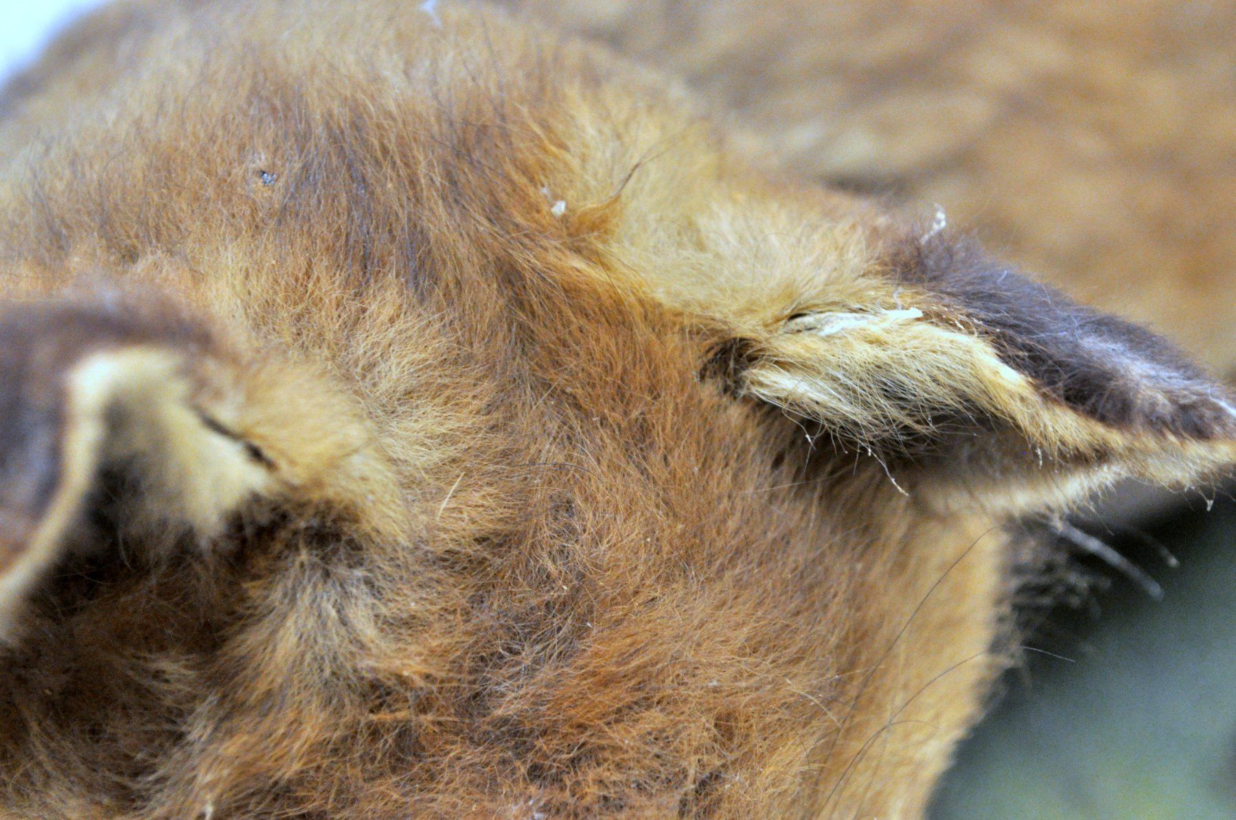 Welt der Tiere: Renardeau naturalisé – Gebraucht aus Neuchâtel von Neuchatel 7