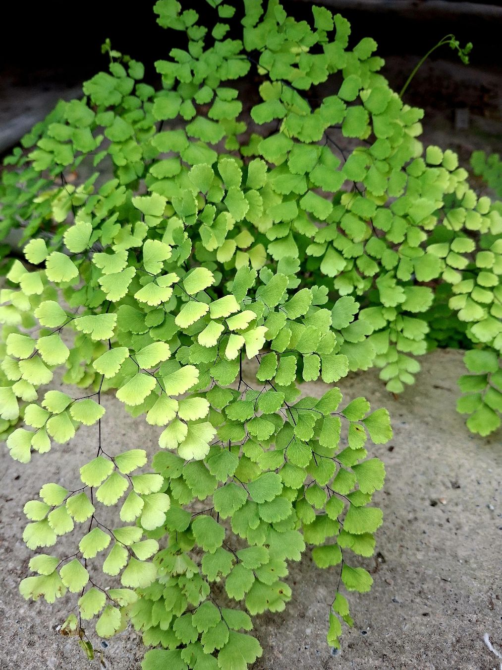 Piante & sementi: JUNGFERNHAAR oder ADIANTUM 20-30 cm dekorative Gartenpflanze – Nuovo e nell'imballaggio originale da Rovio venduto da POSITIFFARTandPLANTS 3