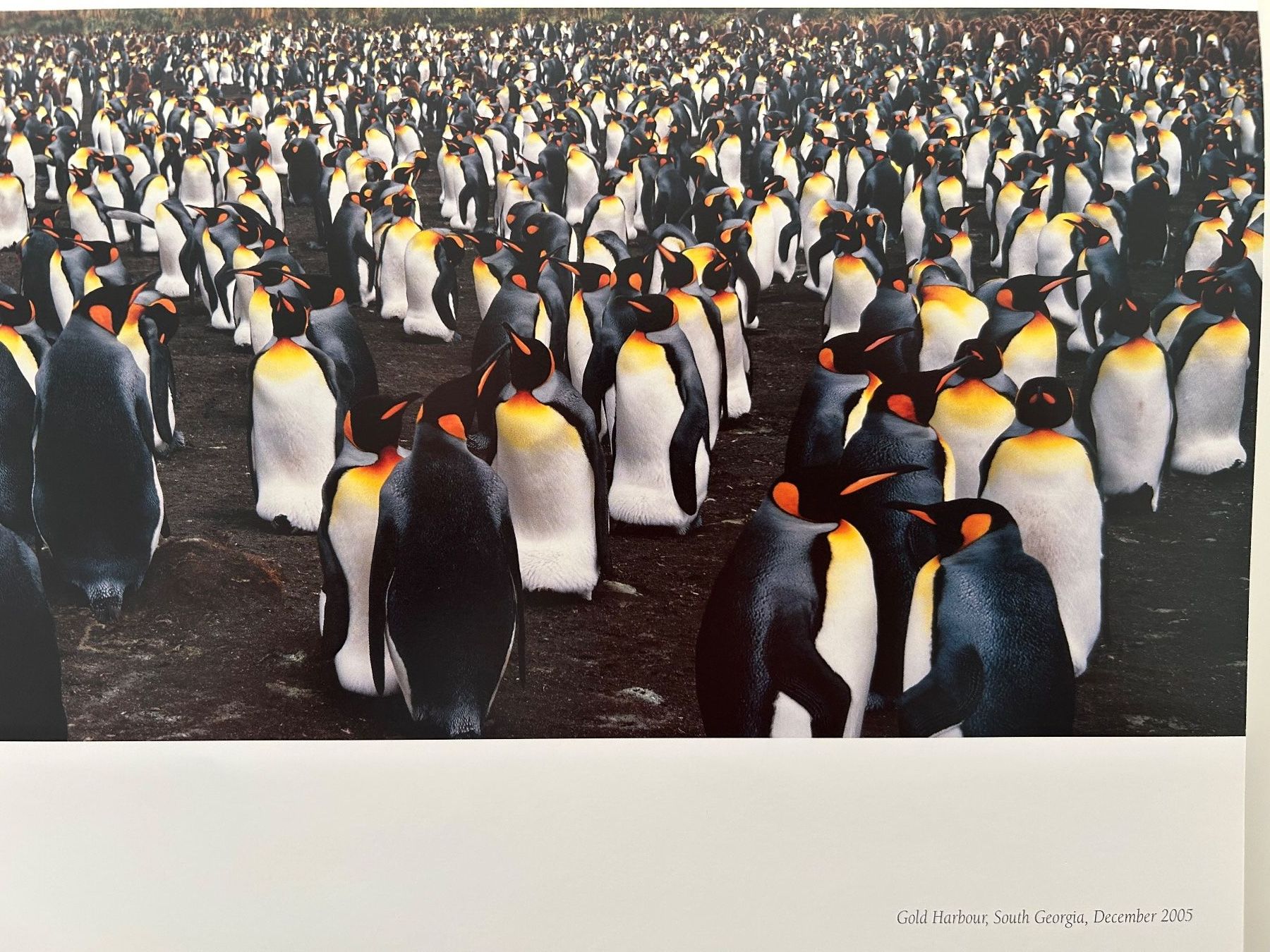 Libri: The natural World - Thomas D. Mangelsen – Usato da Pfäffikon ZH venduto da Wacardo 5
