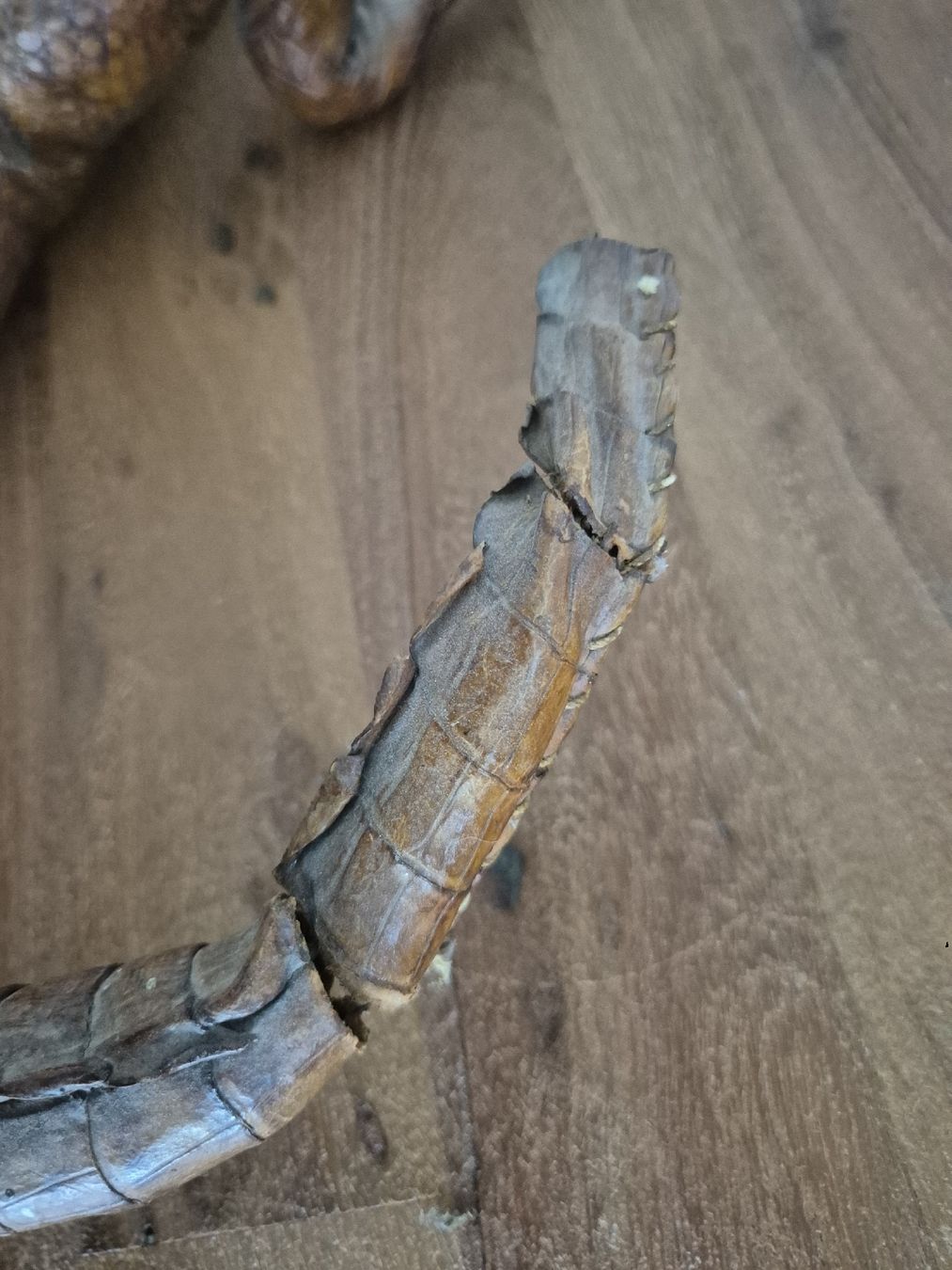 Il mondo degli animali: Antikes Ausgestopftes Krokodil 64cm – Usato da Zürich venduto da Dalema13 6