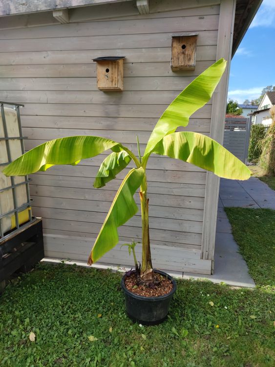 Bananen baum Kaufen auf Ricardo