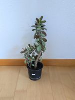 Geldbaum Setzling ca. 32 cm hoch (Nr. 1)