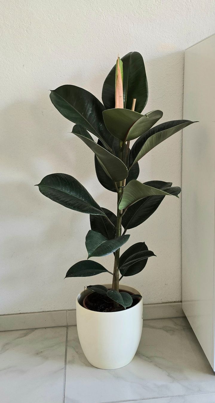 Piante & sementi: Gummibaum Ficus elastica – Nuovo (secondo la descrizione) da Aarburg venduto da Glitzerzauber 2